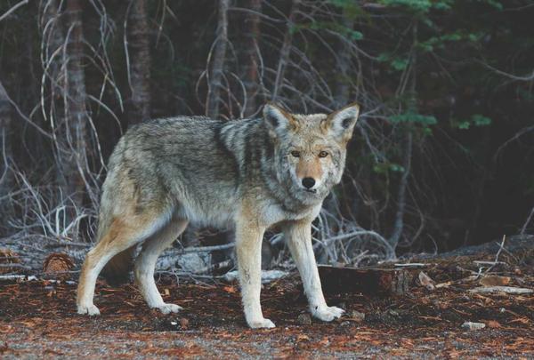 网球传奇